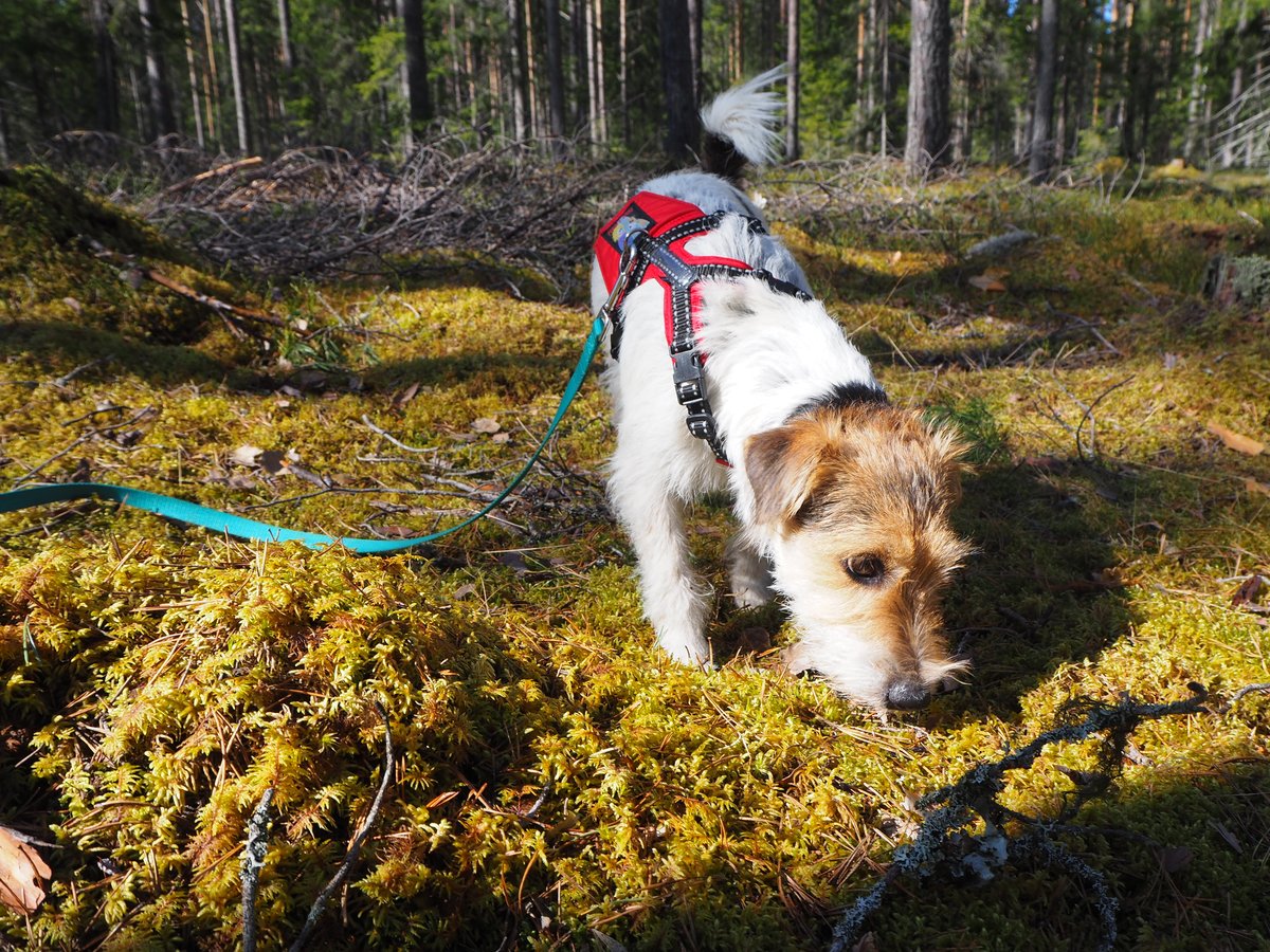 Jäljen etsimistä