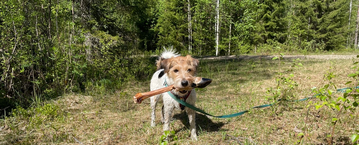 löytyi vain sorkka!