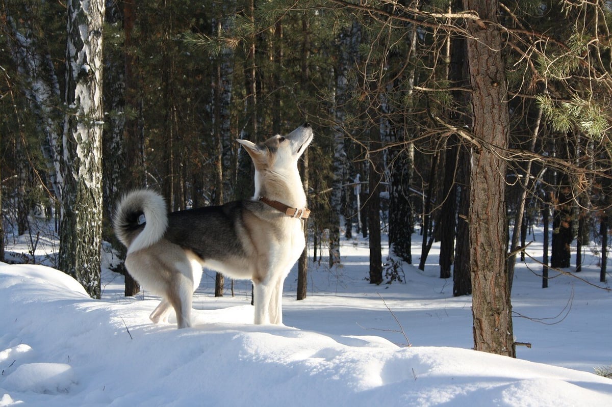 puussa on jotain jännää